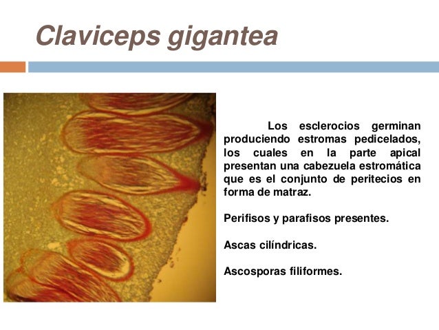 CLAVICEPS GIGANTEA PDF DOWNLOAD CLAVICEPS GIGANTEA PDF DOWNLOAD