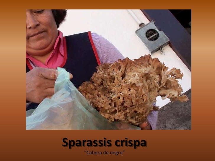 Hongoscomestibles Silvestres Del Mercado