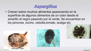 • Crecen sobre muchos alimentos apareciendo en la
superficie de algunos alimentos de un color desde el
amarillo al negro pasando por el verde. Se encuentran en
los jamones ,tocino, cebolla,tomate, acelga etc.
Aspergillus niger
 