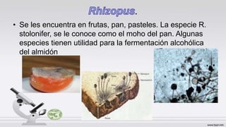 .
• Se les encuentra en frutas, pan, pasteles. La especie R.
stolonifer, se le conoce como el moho del pan. Algunas
especies tienen utilidad para la fermentación alcohólica
del almidón
 