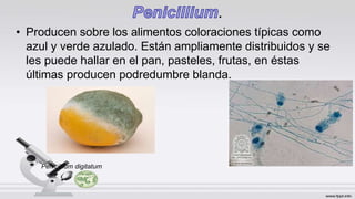 .
• Producen sobre los alimentos coloraciones típicas como
azul y verde azulado. Están ampliamente distribuidos y se
les puede hallar en el pan, pasteles, frutas, en éstas
últimas producen podredumbre blanda.
Penicillium digitatum
 