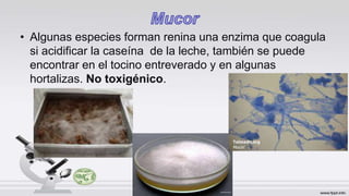 • Algunas especies forman renina una enzima que coagula
si acidificar la caseína de la leche, también se puede
encontrar en el tocino entreverado y en algunas
hortalizas. No toxigénico.
 