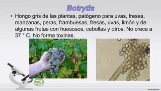 • Hongo gris de las plantas, patógeno para uvas, fresas,
manzanas, peras, frambuesas, fresas, uvas, limón y de
algunas frutas con huesosos, cebollas y otros. No crece a
37 ° C. No forma toxinas.
 