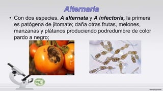 • Con dos especies. A alternata y A infectoria, la primera
es patógena de jitomate; daña otras frutas, melones,
manzanas y plátanos produciendo podredumbre de color
pardo a negro;
 