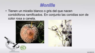 • Tienen un micelio blanco o gris del que nacen
conidióforos ramificados. En conjunto las conidias son de
color rosa a canela.
 