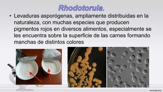 .
• Levaduras asporógenas, ampliamente distribuidas en la
naturaleza, con muchas especies que producen
pigmentos rojos en diversos alimentos, especialmente se
les encuentra sobre la superficie de las carnes formando
manchas de distintos colores
 
