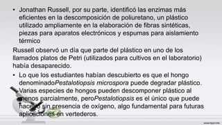 • Jonathan Russell, por su parte, identificó las enzimas más
eficientes en la descomposición de poliuretano, un plástico
utilizado ampliamente en la elaboración de fibras sintéticas,
piezas para aparatos electrónicos y espumas para aislamiento
térmico
Russell observó un día que parte del plástico en uno de los
llamados platos de Petri (utilizados para cultivos en el laboratorio)
había desaparecido.
• Lo que los estudiantes habían descubierto es que el hongo
denominadoPestalotiopsis microspora puede degradar plástico.
Varias especies de hongos pueden descomponer plástico al
menos parcialmente, peroPestalotiopsis es el único que puede
hacerlo sin presencia de oxígeno, algo fundamental para futuras
aplicaciones en vertederos.
 