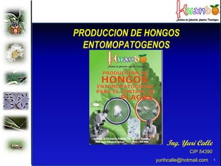 PRODUCCION DE HONGOS
  ENTOMOPATOGENOS




                   Ing. Yuri Calle
                             CIP 54390
               yurihcalle@hotmail.com    1
 