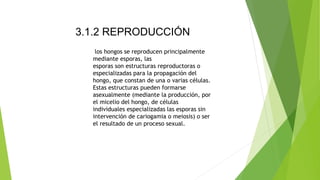 3.1.2 REPRODUCCIÓN
los hongos se reproducen principalmente
mediante esporas, las
esporas son estructuras reproductoras o
especializadas para la propagación del
hongo, que constan de una o varias células.
Estas estructuras pueden formarse
asexualmente (mediante la producción, por
el micelio del hongo, de células
individuales especializadas las esporas sin
intervención de cariogamia o meiosis) o ser
el resultado de un proceso sexual.
 