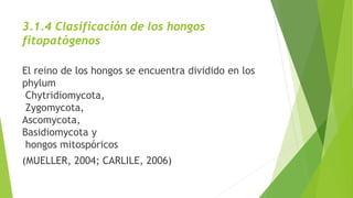 3.1.4 Clasificación de los hongos
fitopatógenos
El reino de los hongos se encuentra dividido en los
phylum
Chytridiomycota,
Zygomycota,
Ascomycota,
Basidiomycota y
hongos mitospóricos
(MUELLER, 2004; CARLILE, 2006)
 