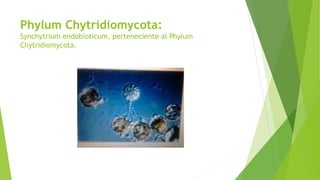 Phylum Chytridiomycota:
Synchytrium endobioticum, perteneciente al Phylum
Chytridiomycota.
 