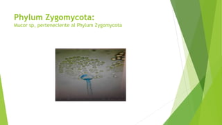 Phylum Zygomycota:
Mucor sp, perteneciente al Phylum Zygomycota
 