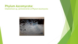 Phylum Ascomycota:
Chaetomium sp, perteneciente al Phylum Ascomycota
 