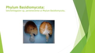Phylum Basidiomycota:
Setchelliogaster sp, perteneciente al Phylum Basidiomycota,
 
