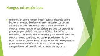 Hongos mitospóricos:
 se conocían como hongos imperfectos y después como
Deuteromycetes. Se denominaron imperfectos por su
ausencia de una fase sexual en su ciclo de vida y se
conocen como hongos mitospóricos porque sus esporas se
producen por división nuclear mitótica. Las hifas son
septadas, la mayoría son anamorfos y sus condiosporas se
conocen como conidios, los cuales pueden ser de dos
tipos: tálico si proviene de la segmentación de segmentos
preexistentes de hifas y, blástico cuando hay un
alergamiento del conidio inicial antes de septarse.
 