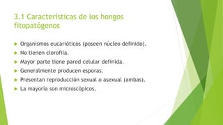3.1 Características de los hongos
fitopatógenos
 Organismos eucarióticos (poseen núcleo definido).
 No tienen clorofila.
 Mayor parte tiene pared celular definida.
 Generalmente producen esporas.
 Presentan reproducción sexual o asexual (ambas).
 La mayoría son microscópicos.
 