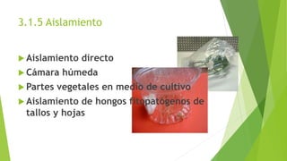 3.1.5 Aislamiento
 Aislamiento directo
 Cámara húmeda
 Partes vegetales en medio de cultivo
 Aislamiento de hongos fitopatógenos de
tallos y hojas
 