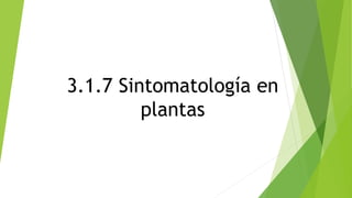 3.1.7 Sintomatología en
plantas
 
