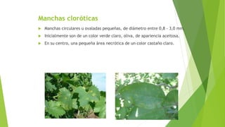 Manchas cloróticas
 Manchas circulares u ovaladas pequeñas, de diámetro entre 0,8 - 3,0 mm.
 Inicialmente son de un color verde claro, oliva, de apariencia aceitosa.
 En su centro, una pequeña área necrótica de un color castaño claro.
 