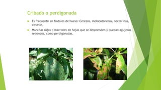 Cribado o perdigonada
 Es frecuente en frutales de hueso: Cerezos, melocotoneros, nectarinas,
ciruelos.
 Manchas rojas o marrones en hojas que se desprenden y quedan agujeros
redondos, como perdigonadas.
 