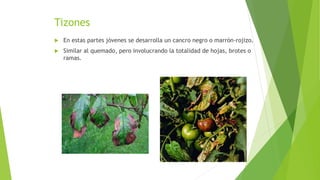 Tizones
 En estas partes jóvenes se desarrolla un cancro negro o marrón-rojizo.
 Similar al quemado, pero involucrando la totalidad de hojas, brotes o
ramas.
 