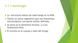 3.1.1 Morfología
 La estructura básica de todo hongo es la HIFA.
 Tienen un soma vegetativo que son filamentos
microscópicos con pared celular definida.
 Al soma se le denomina micelio, y a sus
filamentos hifas.
 El micelio es el cuerpo o tallo del hongo
 