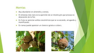 Momias
 Muy abundante en almendro y cerezo.
 El síntomas más claro es la aparición de un micelio gris que provoca la
desecación de la flor.
 En fruto se aprecian anillos concéntricos que se va secando, arrugando y
momificando.
 En ramas puede aparecer un chancro (grieta o cráter).
 