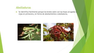 Abolladuras
 Se identifica fácilmente porque los brotes salen con las hojas arrugadas y
rojas en primavera, en forma de abultamientos o abolladuras.
 