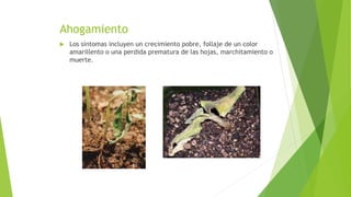 Ahogamiento
 Los síntomas incluyen un crecimiento pobre, follaje de un color
amarillento o una perdida prematura de las hojas, marchitamiento o
muerte.
 