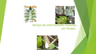 Manejo de enfermedades causadas
por hongos.
 