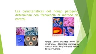 Las características del hongo patógeno
determinan con frecuencia el método de
control.
Hongos tienen distintos modos de
penetración, diferentes maneras de
producir infección y distintos medios
de supervivencia.
 