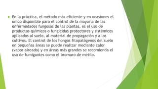  En la práctica, el método más eficiente y en ocasiones el
único disponible para el control de la mayoría de las
enfermedades fungosas de las plantas, es el uso de
productos químicos o fungicidas protectores y sistémicos
aplicados al suelo, al material de propagación y a los
cultivos. El control de los hongos fitopatógenos del suelo
en pequeñas áreas se puede realizar mediante calor
(vapor aireado) y en áreas más grandes se recomienda el
uso de fumigantes como el bromuro de metilo.
 