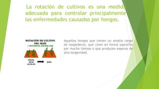 La rotación de cultivos es una medida
adecuada para controlar principalmente
las enfermedades causadas por hongos.
Aquellos hongos que tienen un amplio rango
de hospederos, que viven en forma saprofita
por mucho tiempo o que producen esporas de
alta longevidad.
 
