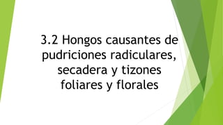 3.2 Hongos causantes de
pudriciones radiculares,
secadera y tizones
foliares y florales
 