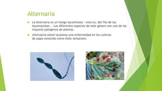 Alternaria
 La Alternaria es un hongo ascomiceto —esto es, del filo de las
Ascomycotas—. Las diferentes especies de este género son uno de los
mayores patógenos de plantas.
 Alternaria solani ocasiona una enfermedad en los cultivos
de papa conocida como tizón temprano.
 