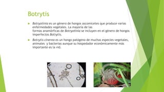 Botrytis
 Botryotinia es un género de hongos ascomicetes que produce varias
enfermedades vegetales. La mayoría de las
formas anamórficas de Botryotinia se incluyen en el género de hongos
imperfectos Botrytis.
 Botrytis cinerea es un hongo patógeno de muchas especies vegetales,
animales y bacterias aunque su hospedador económicamente más
importante es la vid.
 