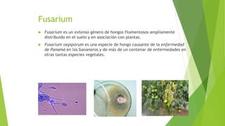 Fusarium
 Fusarium es un extenso género de hongos filamentosos ampliamente
distribuido en el suelo y en asociación con plantas.
 Fusarium oxysporum es una especie de hongo causante de la enfermedad
de Panamá en los bananeros y de más de un centenar de enfermedades en
otras tantas especies vegetales.
 