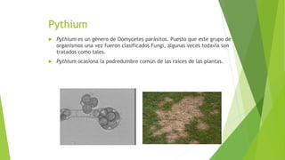 Pythium
 Pythium es un género de Oomycetes parásitos. Puesto que este grupo de
organismos una vez fueron clasificados Fungi, algunas veces todavía son
tratados como tales.
 Pythium ocasiona la podredumbre común de las raíces de las plantas.
 