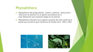 Phytophthora
 Phytophthora (del griego phytón, "planta" y phthorá, "destrucción";
"destructor de plantas") es un género de protistas de la
clase Oomycetes que ocasionan plagas en las plantas.
 Phytophthora infestans fue el agente causante del tizón tardío de la
patata que provocó la gran hambruna de Irlanda entre 1845 y 1849.
 