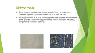 Rhizoctonia
 Rhizoctonia es un género de hongos anamórficos. Las especies no
producen esporas, pero se componen de hifas y esclerocios.
 Rhizoctonia solani es el más conocido para causar diversas enfermedades
de las plantas, tales como la pudrición de cuello, pudrición de la raíz,
ahogamiento y tallo de alambre.
 