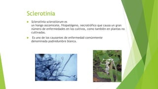 Sclerotinia
 Sclerotinia sclerotiorum es
un hongo ascomicete, fitopatógeno, necrotrófico que causa un gran
número de enfermedades en los cultivos, como también en plantas no
cultivadas.
 Es uno de los causantes de enfermedad comúnmente
denominada podredumbre blanca.
 