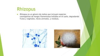 Rhizopus
 Rhizopus es un género de mohos que incluyen especies
cosmopolitas de hongos filamentosos hallados en el suelo, degradando
frutos y vegetales, heces animales, y residuos.
 