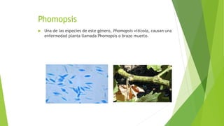 Phomopsis
 Una de las especies de este género, Phomopsis viticola, causan una
enfermedad planta llamada Phomopsis o brazo muerto.
 