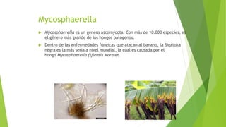 Mycosphaerella
 Mycosphaerella es un género ascomycota. Con más de 10.000 especies, es
el género más grande de los hongos patógenos.
 Dentro de las enfermedades fúngicas que atacan al banano, la Sigatoka
negra es la más seria a nivel mundial, la cual es causada por el
hongo Mycosphaerella fijiensis Morelet.
 
