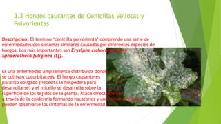 3.3 Hongos causantes de Cenicillas Vellosas y
Polvorientas
Descripción: El termino ‘cenicilla polvorienta’ comprende una serie de
enfermedades con síntomas similares causados por diferentes especies de
hongos. Los más importantes son Erysiphe cichoracearum y
Sphaerotheca fuliginea (Sf).
Es una enfermedad ampliamente distribuida donde
se cultivan cucurbitáceas. El hongo causante es
parásito obligado (necesita la hospedera para
desarrollarse) y el micelio se desarrolla sobre la
superficie de los tejidos de la planta. Ataca directamente
a través de la epidermis formando haustorios y una semana después
pueden observarse los síntomas de la enfermedad.
 