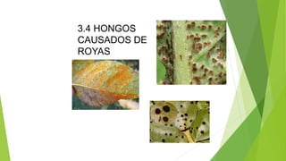 3.4 HONGOS
CAUSADOS DE
ROYAS
 