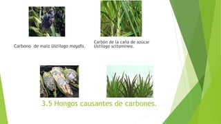 Carbono de maíz Ustilago maydis.
Carbón de la caña de azúcar
Ustilago scitaminea.
3.5 Hongos causantes de carbones.
 