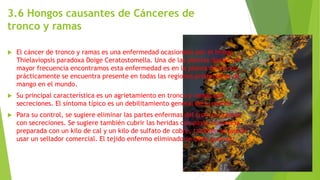 3.6 Hongos causantes de Cánceres de
tronco y ramas
 El cáncer de tronco y ramas es una enfermedad ocasionada por el hongo
Thielaviopsis paradoxa Doige Ceratostomella. Una de las plantas donde con
mayor frecuencia encontramos esta enfermedad es en la planta de mango,
prácticamente se encuentra presente en todas las regiones productoras de
mango en el mundo.
 Su principal característica es un agrietamiento en tronco y ramas con
secreciones. El síntoma típico es un debilitamiento general de la planta.
 Para su control, se sugiere eliminar las partes enfermas del tronco o ramas
con secreciones. Se sugiere también cubrir las heridas con pasta bordelesa
preparada con un kilo de cal y un kilo de sulfato de cobre, también se puede
usar un sellador comercial. El tejido enfermo eliminado se debe quemar.
 