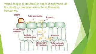 Varios hongos se desarrollan sobre la superficie de
las plantas y producen estructuras llamadas
haustorios.
 