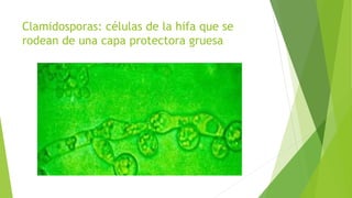 Clamidosporas: células de la hifa que se
rodean de una capa protectora gruesa
 